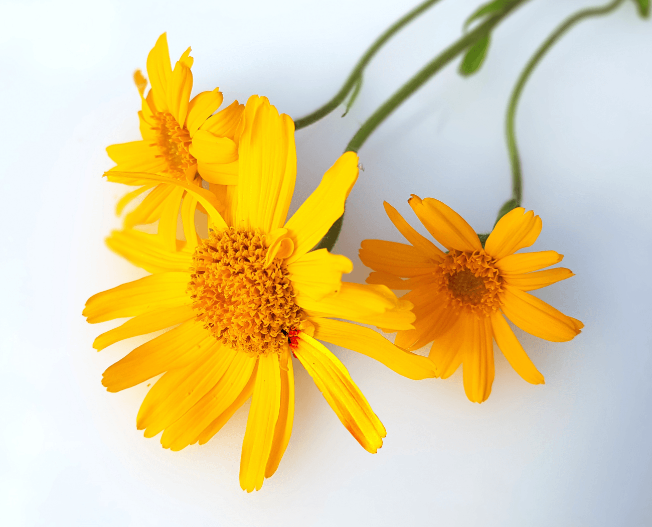 Arnika Muskelentspannend Pferde